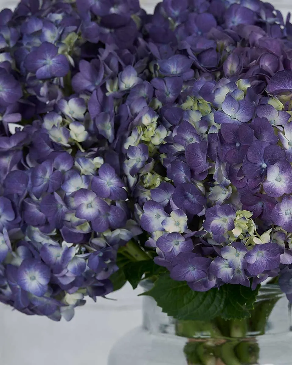 Dramatic Hydrangea Rodeo Paars Details