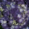 Dramatic Hydrangea Rodeo Paars Details2