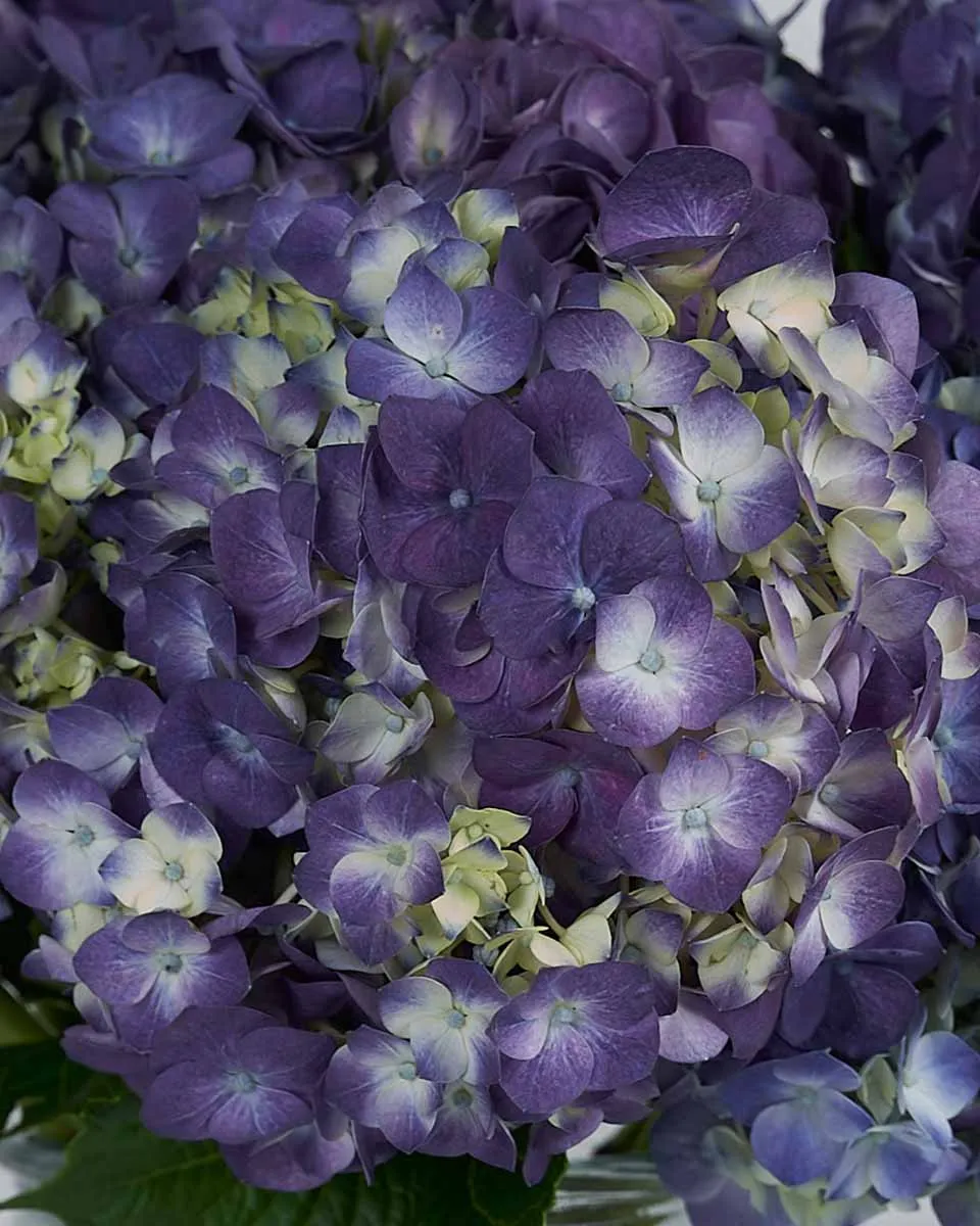 Dramatic Hydrangea Rodeo Paars Details2