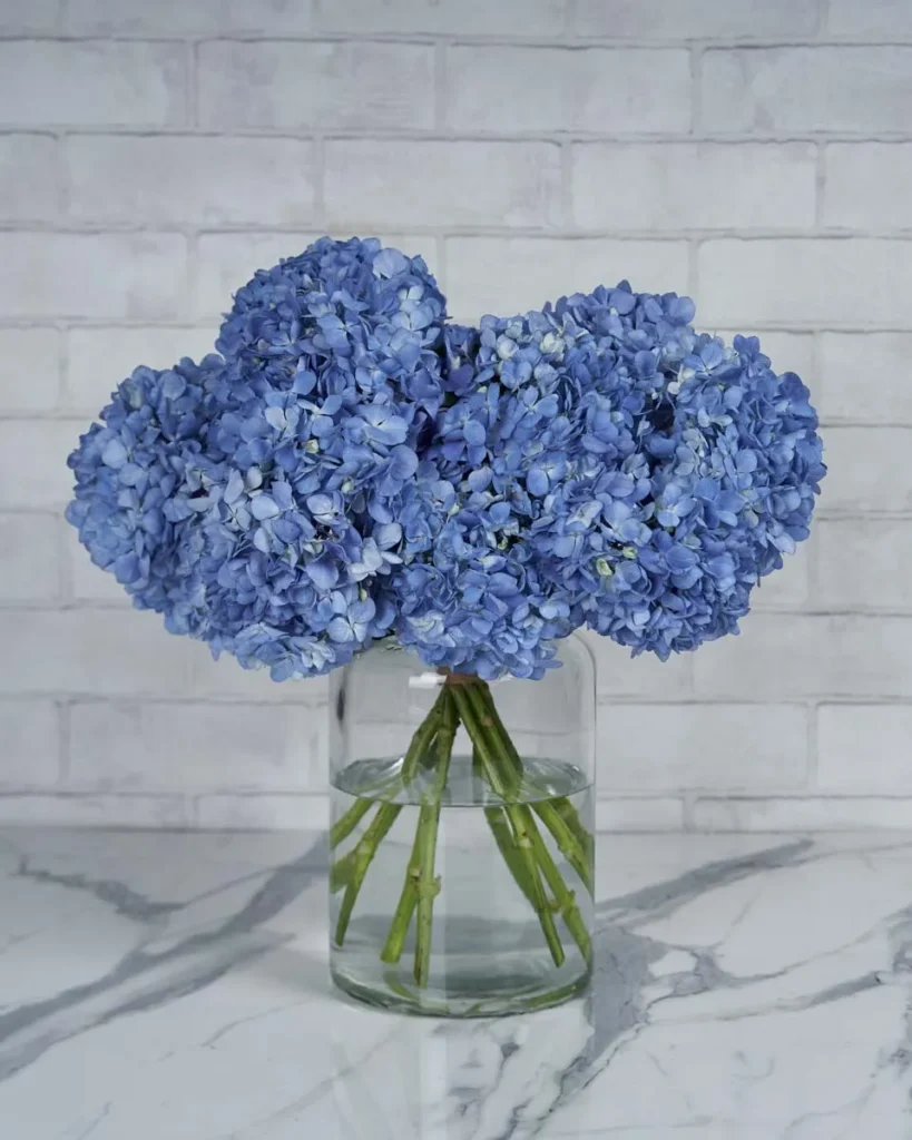 Dramatic Hydrangea blue