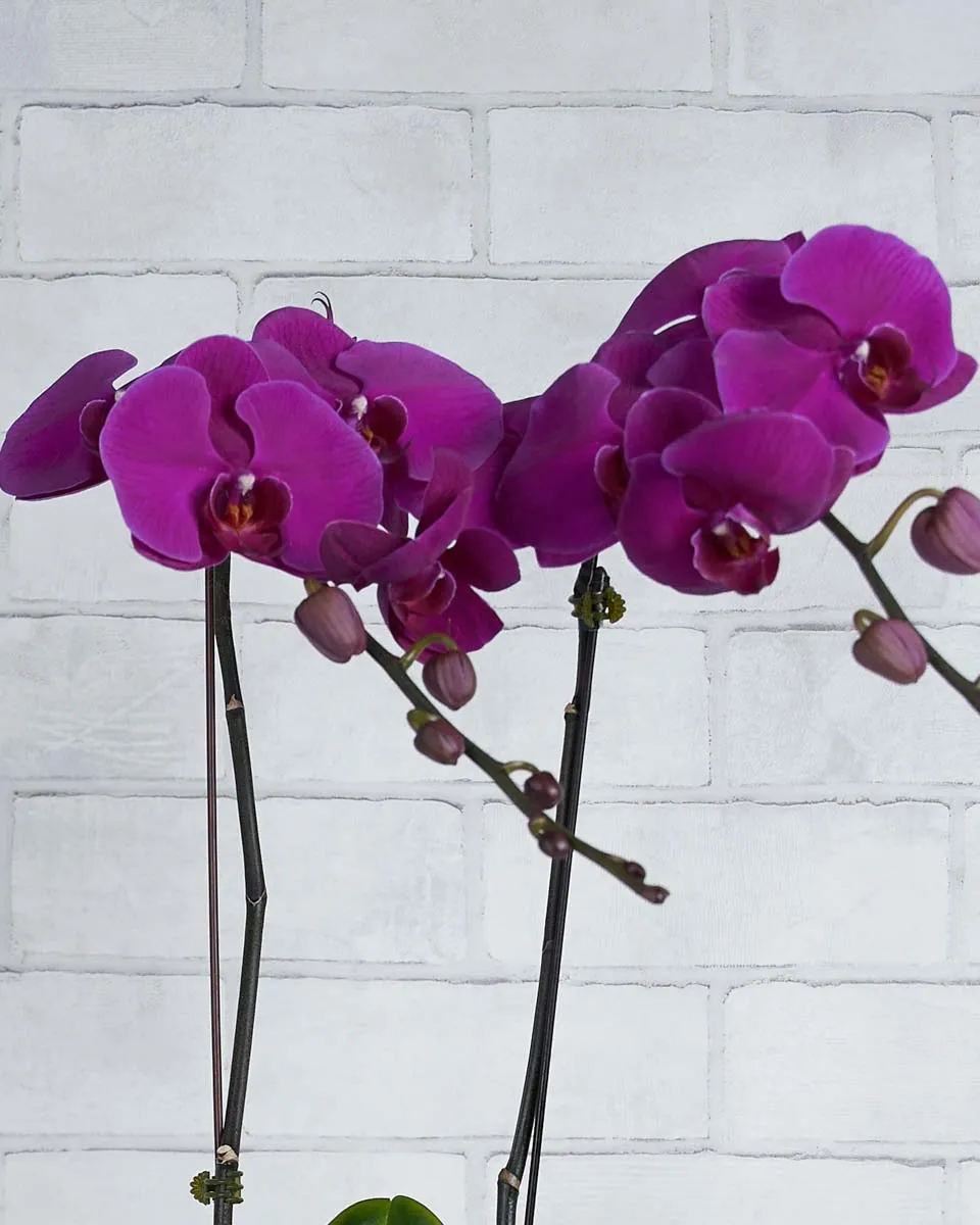 Glow Girl Purple  Details