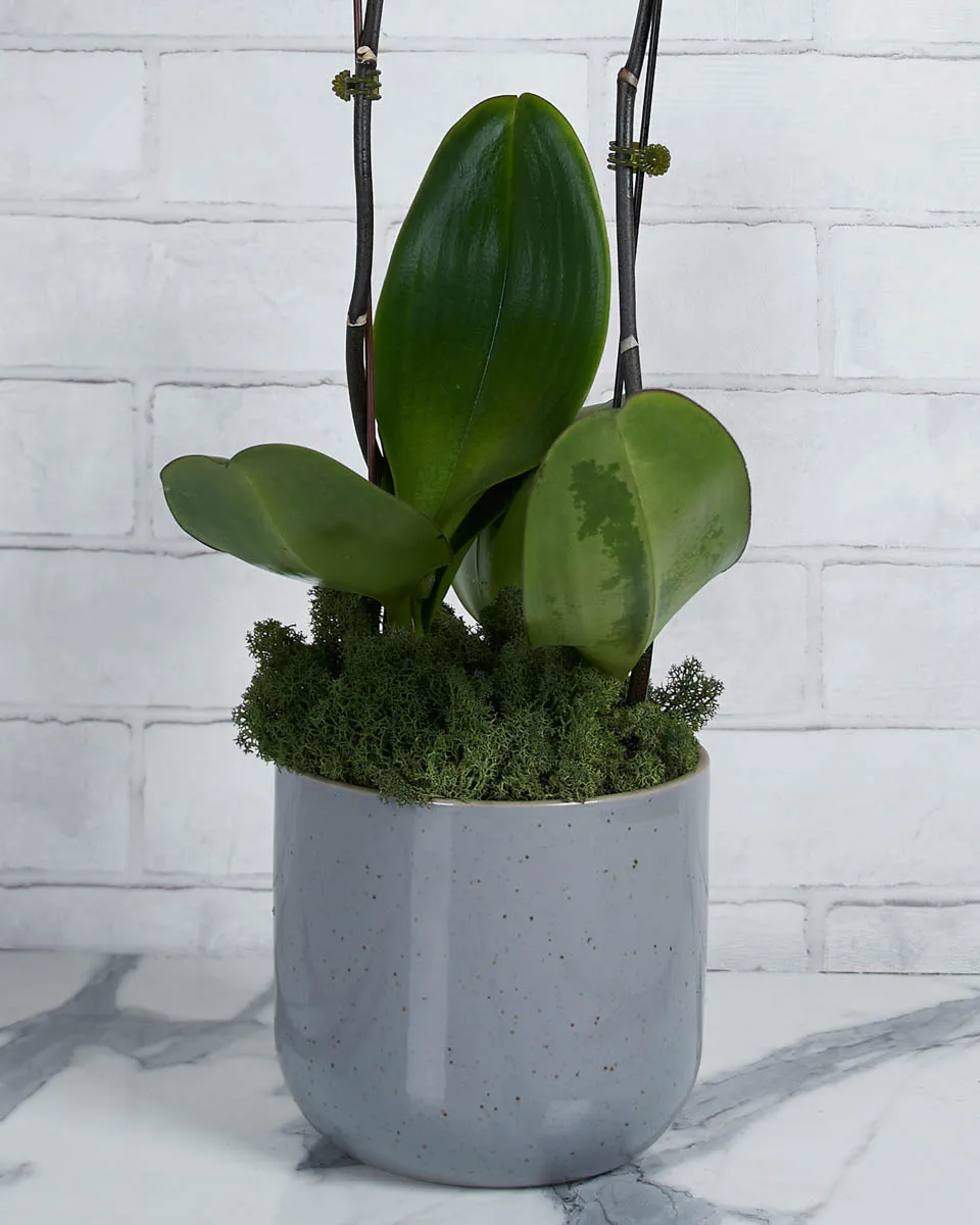 Glow Girl Purple Details 2