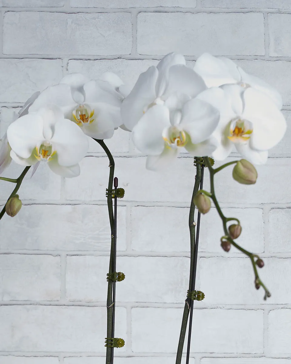 Glow Girl White  Details