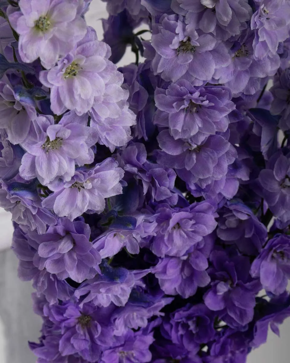 Magical Delphinium  Magenta Pink Mojo detailed 1