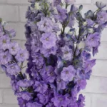 Magical Delphinium  Magenta Pink Mojo detailed 2