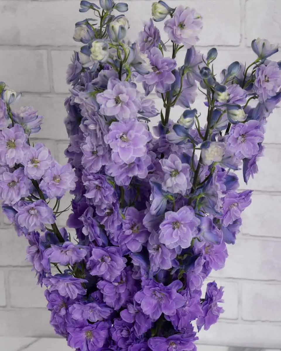 Magical Delphinium  Magenta Pink Mojo detailed 2