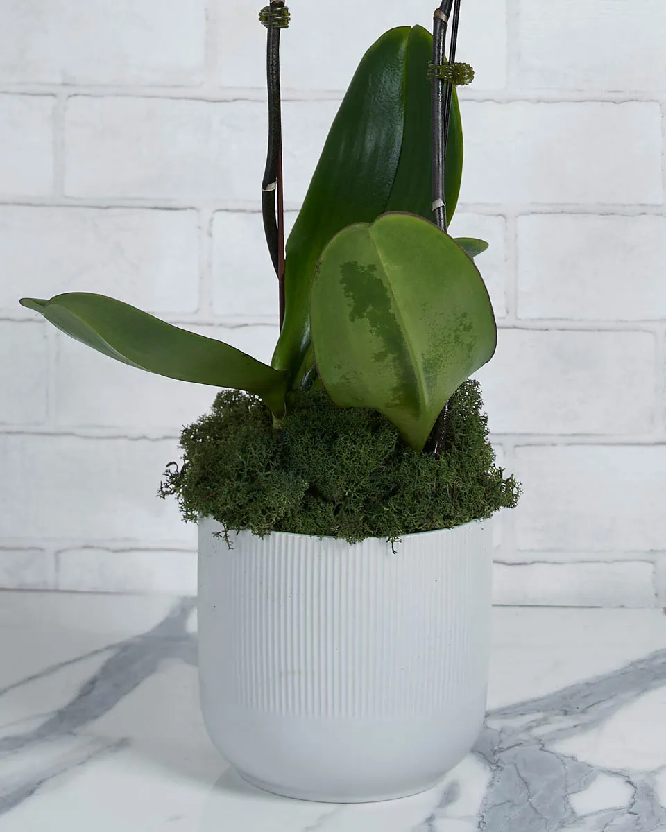 Oh My Orchid Purple Details 2