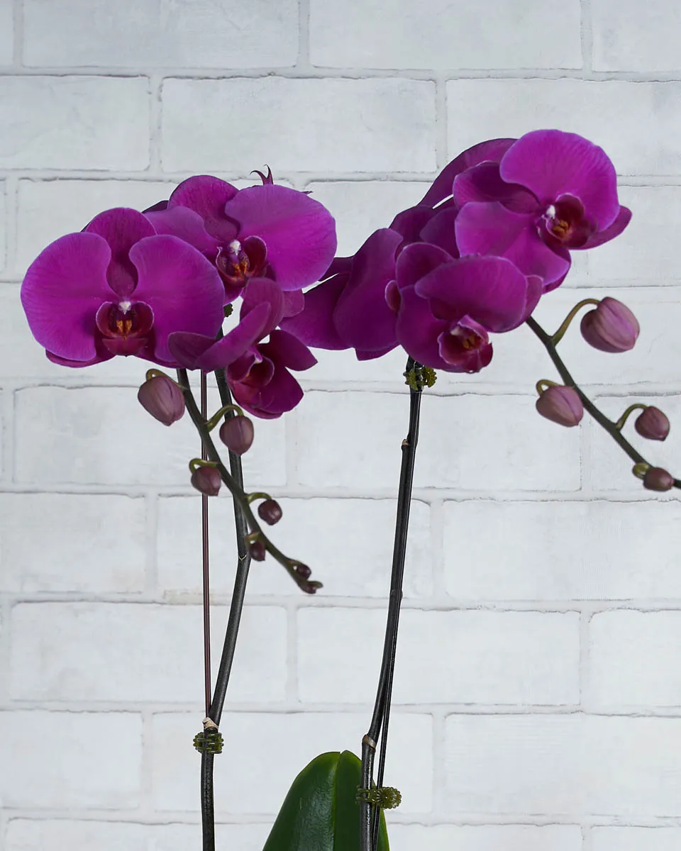 Oh My Orchid Purple Details