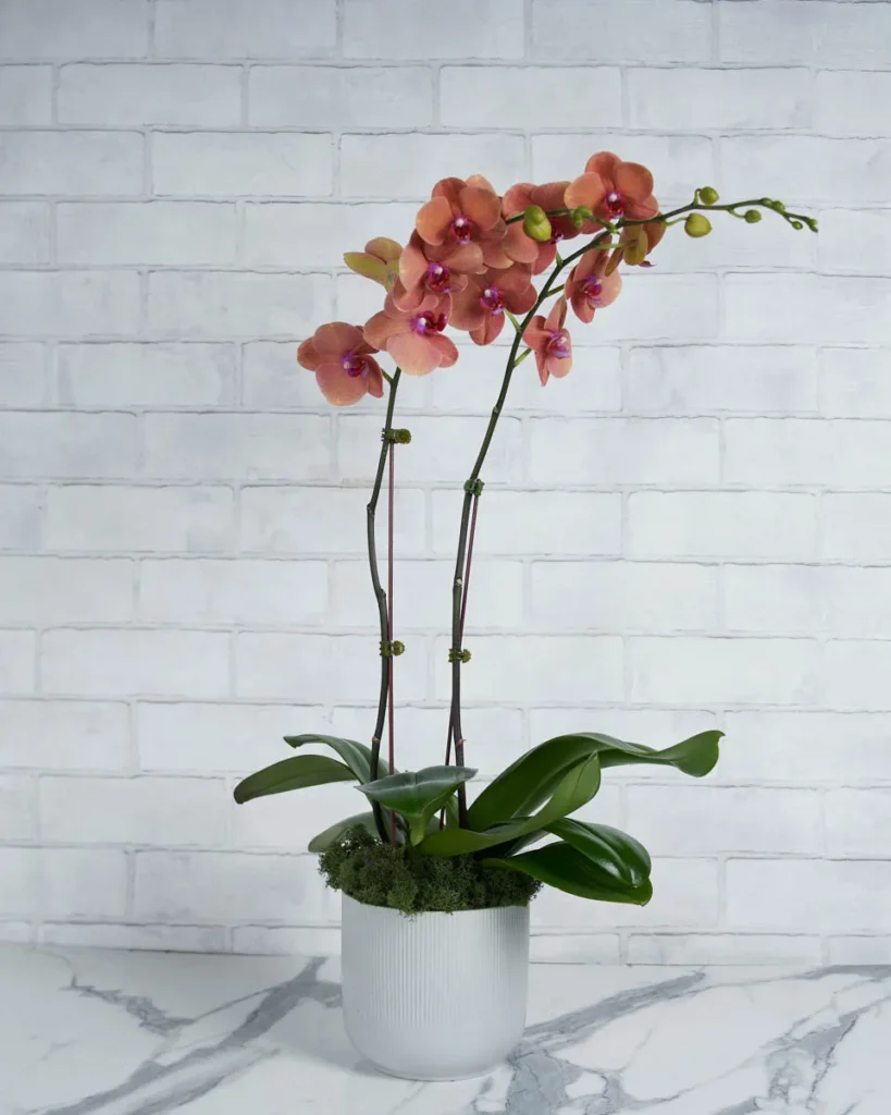 Oh My Orchid Tangerine