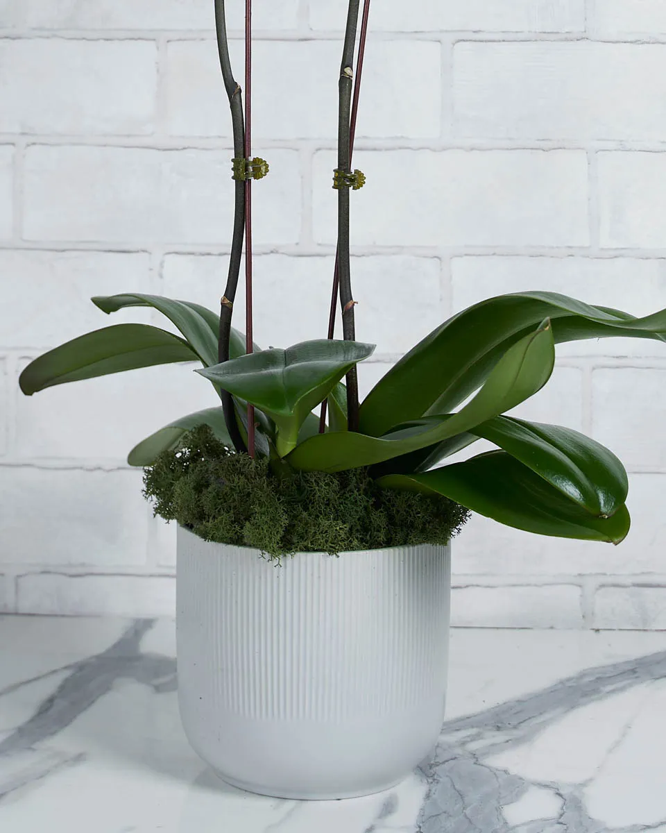 Oh My Orchid Tangerine Details 2