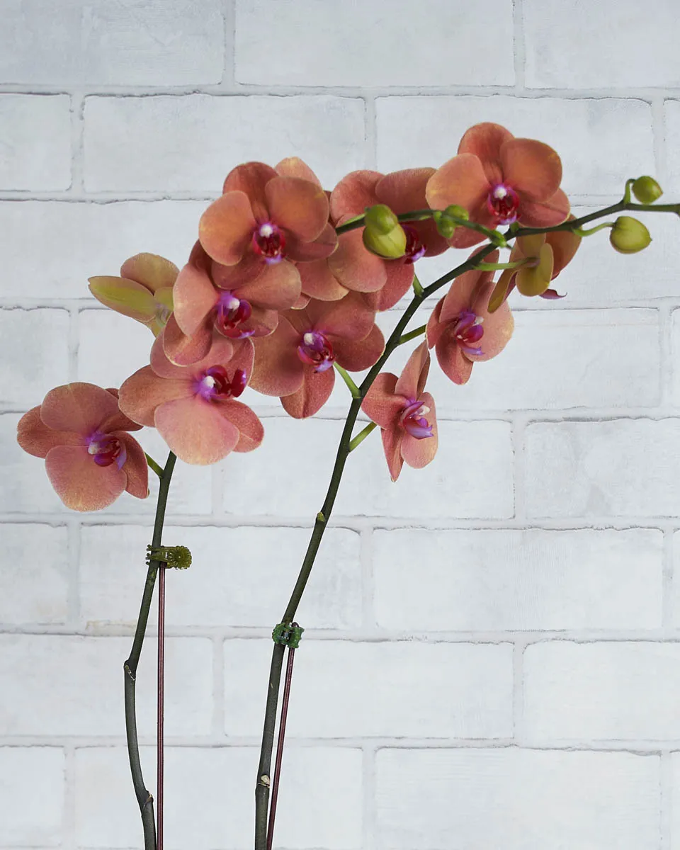 Oh My Orchid Tangerine Details