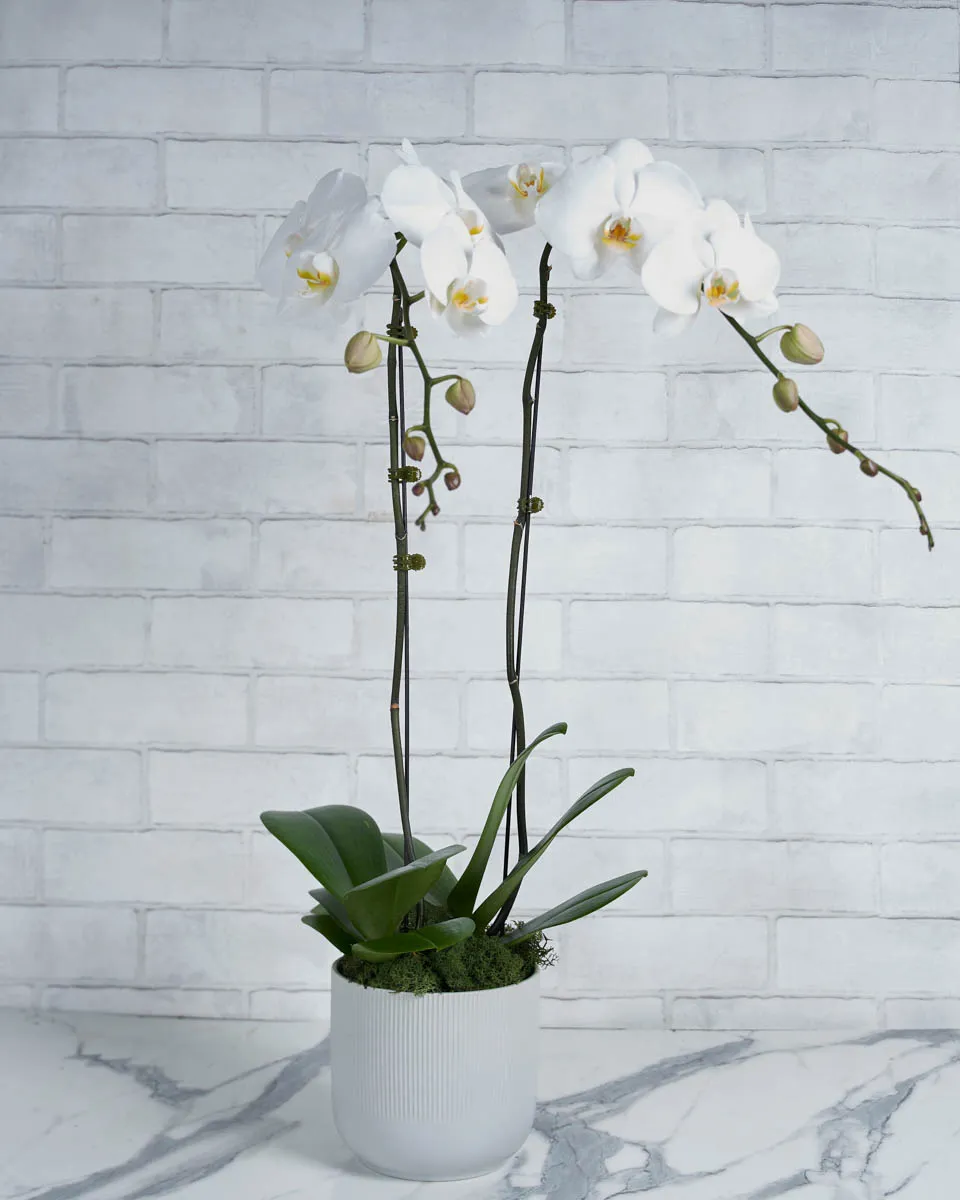 Oh My Orchid White