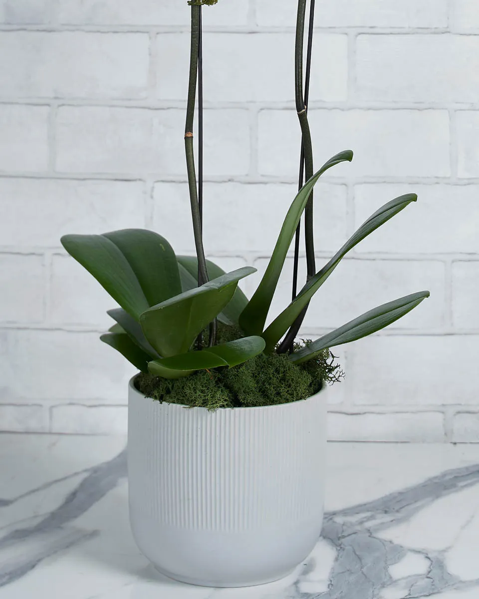 Oh My Orchid White Details 2