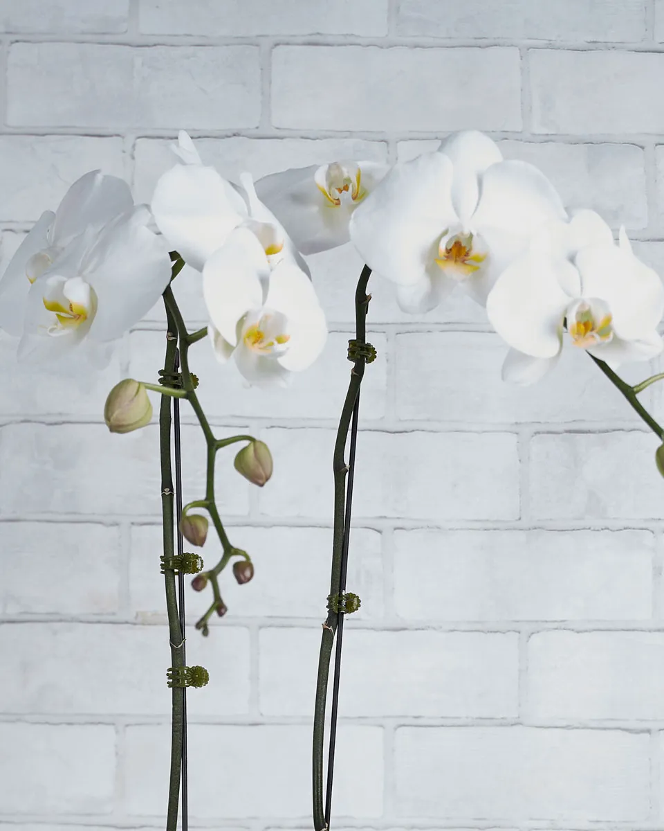 Oh My Orchid White Details