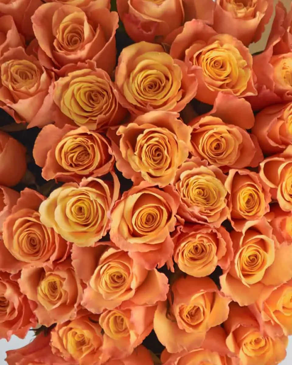 Orange Kiss  48 Top View