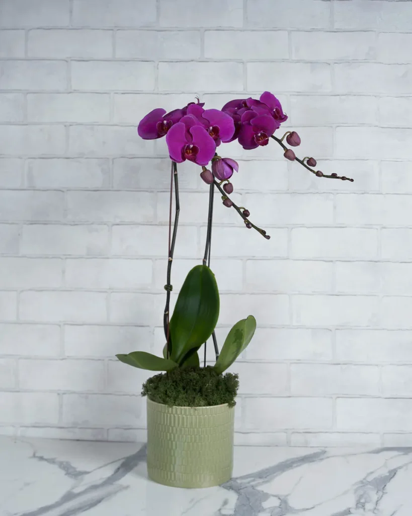 Orchid Crush Purple