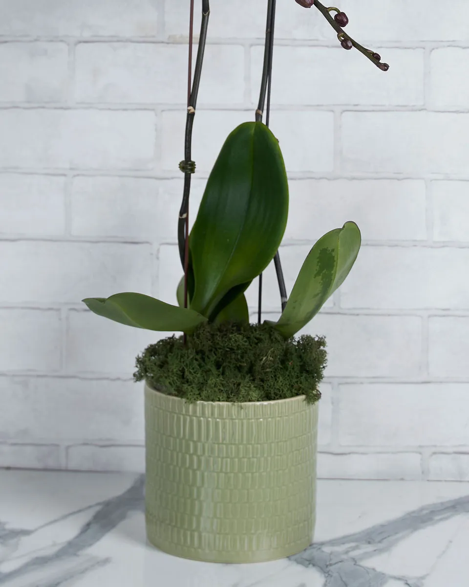 Orchid Crush Purple  Details