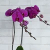 Orchid Crush Purple Details 2