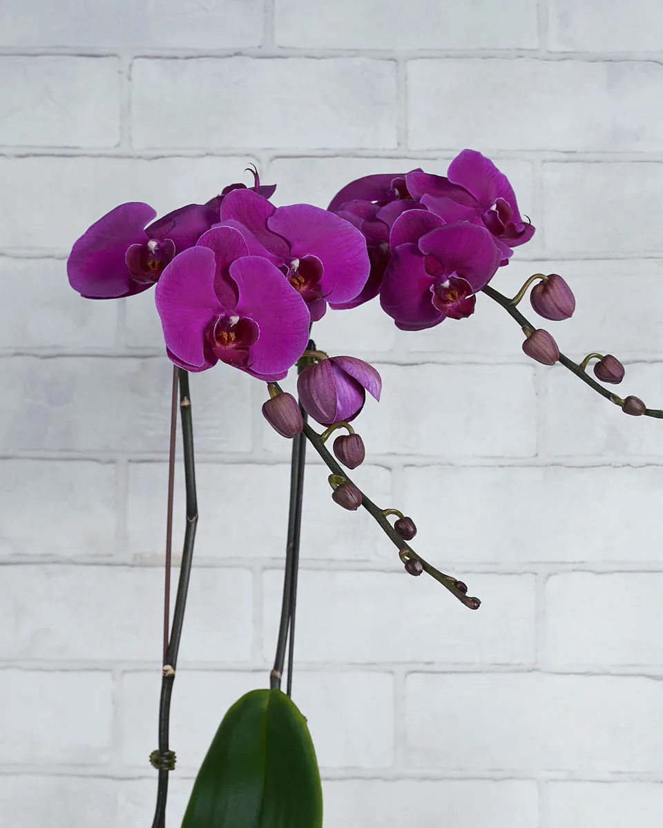 Orchid Crush Purple Details 2