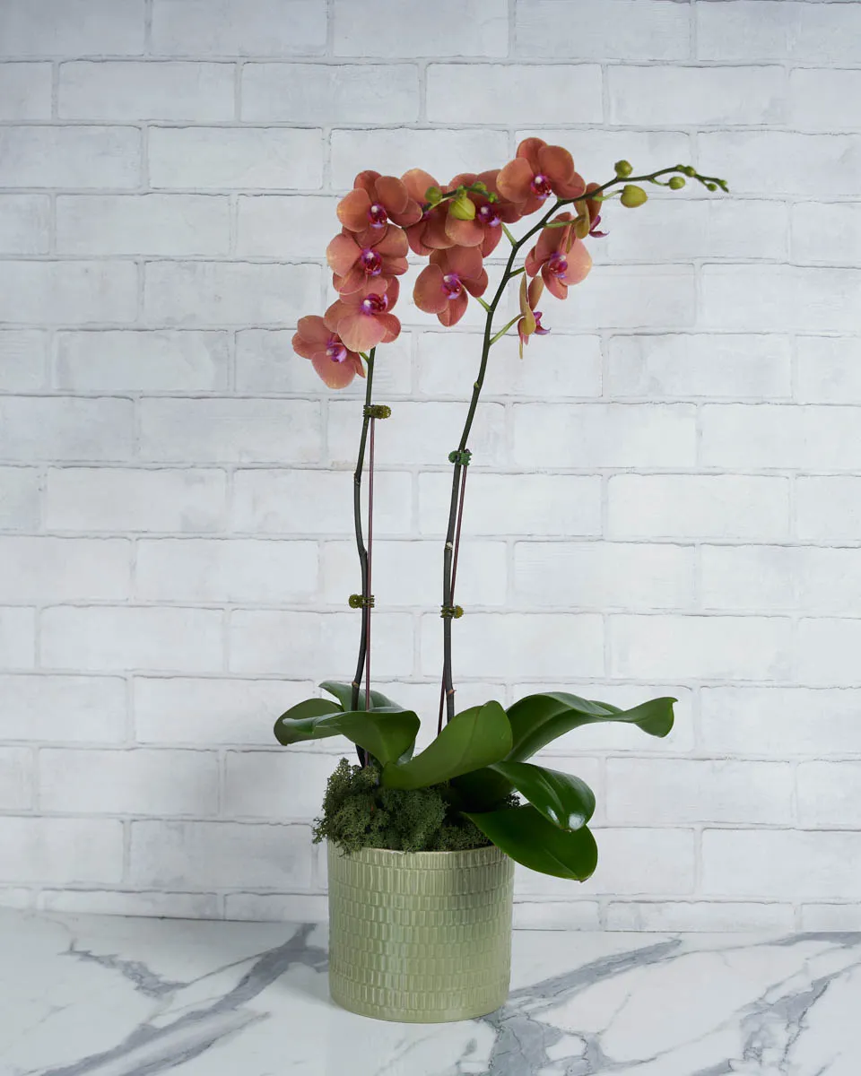 Orchid Crush Tangerine