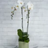 Orchid Crush White