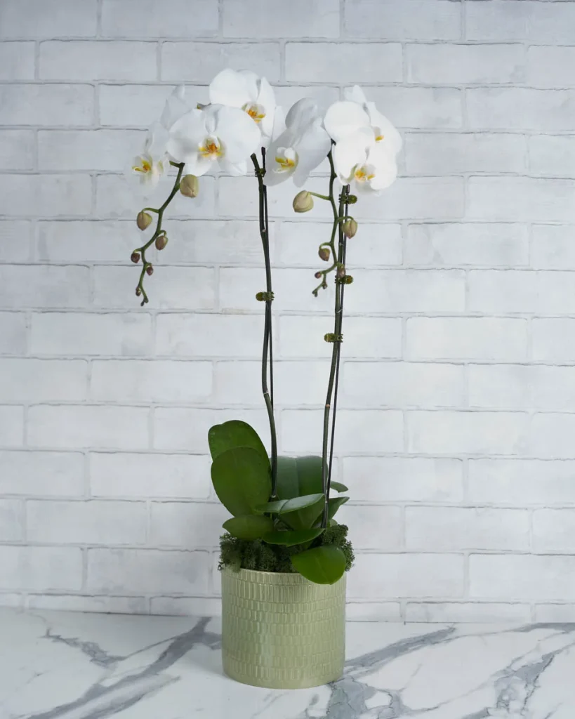 Orchid Crush White