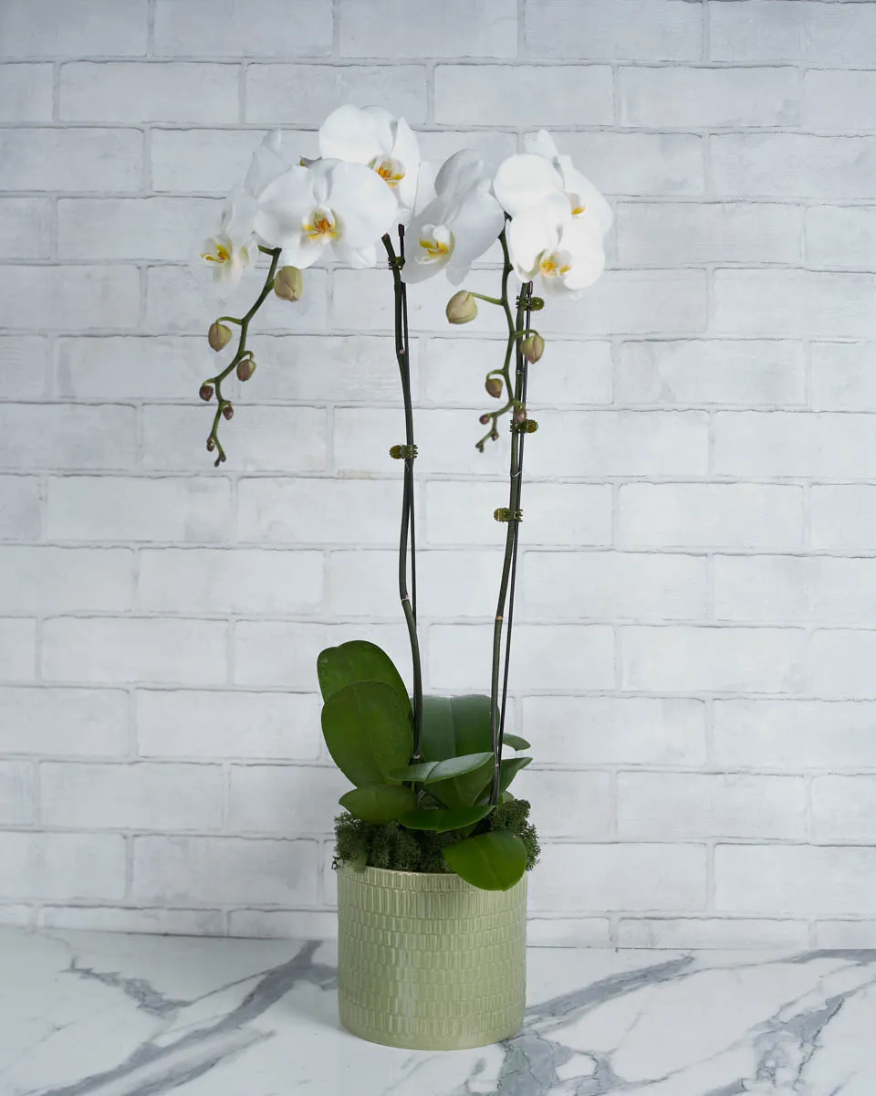 Orchid Crush White