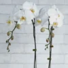 Orchid Crush White Details