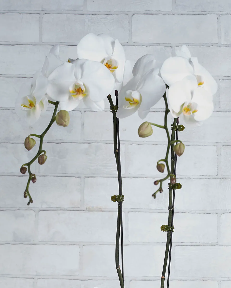 Orchid Crush White Details