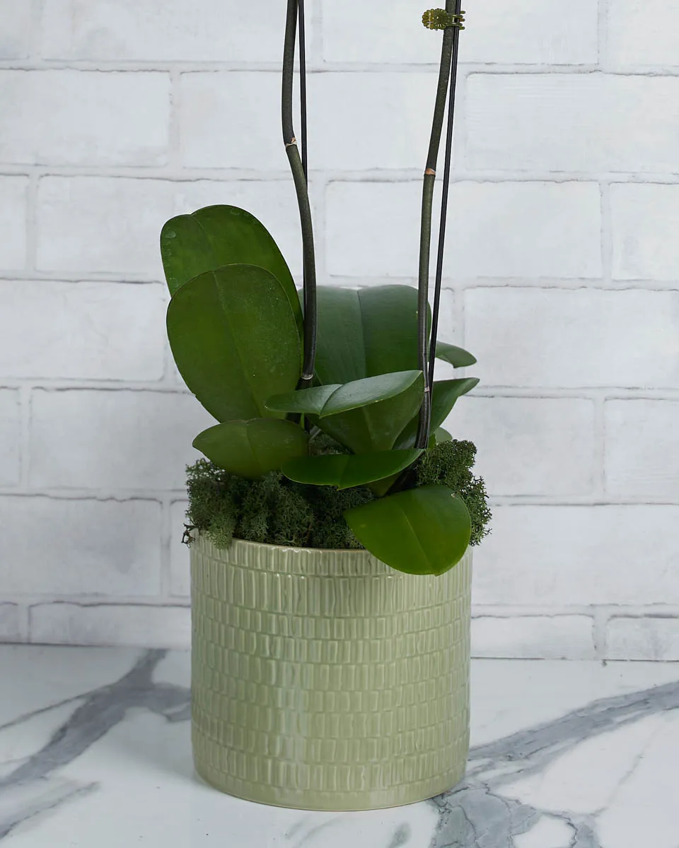 Orchid Crush White  Details 2