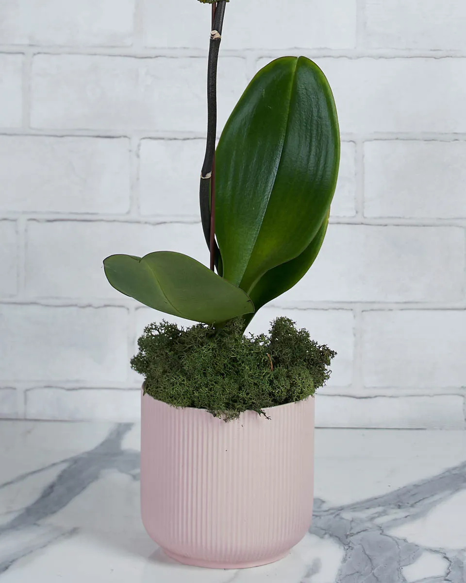 Orchid Kiss Purple Details 2