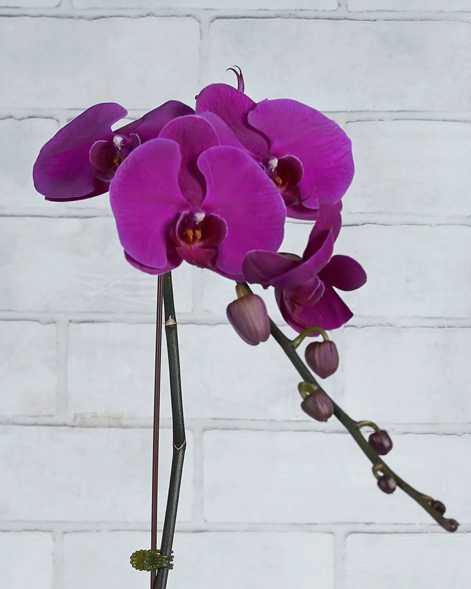 Orchid Kiss Purple Details
