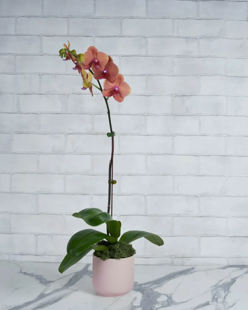 Orchid Kiss Tangerine