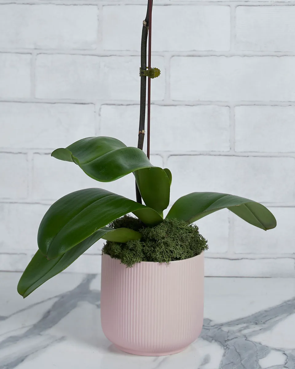 Orchid Kiss Tangerine Details 2