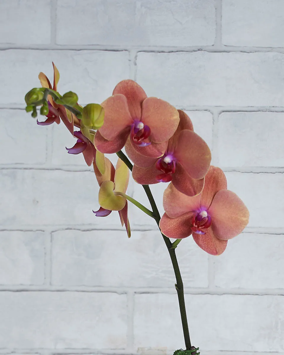 Orchid Kiss Tangerine Details