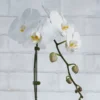 Orchid Kiss White Details