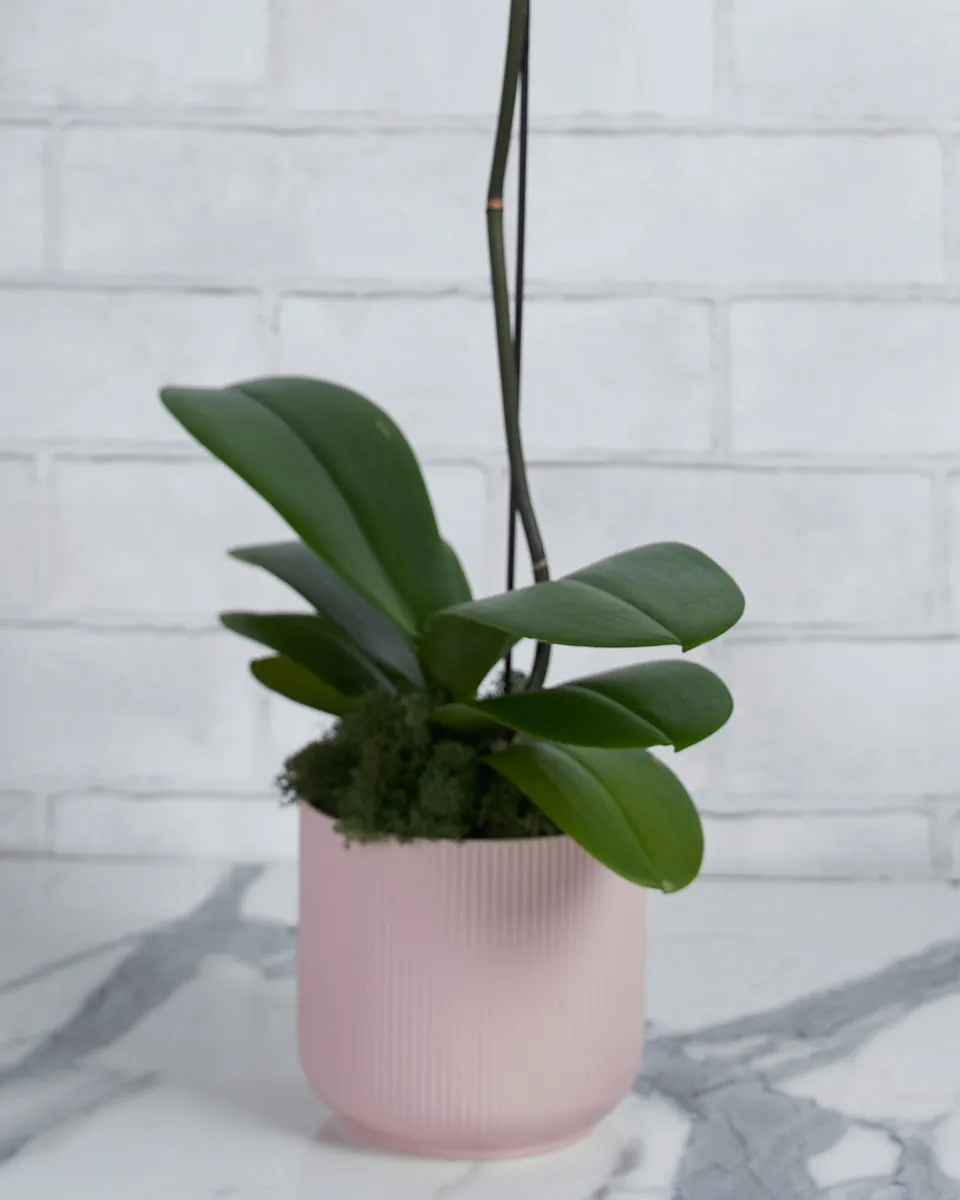 Orchid Kiss White Details 2