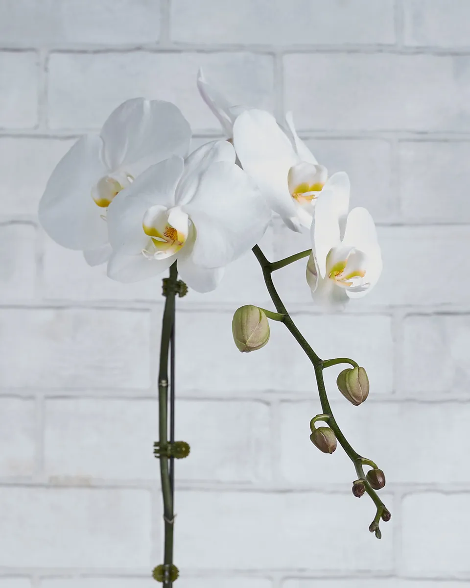 Orchid Kiss White Details