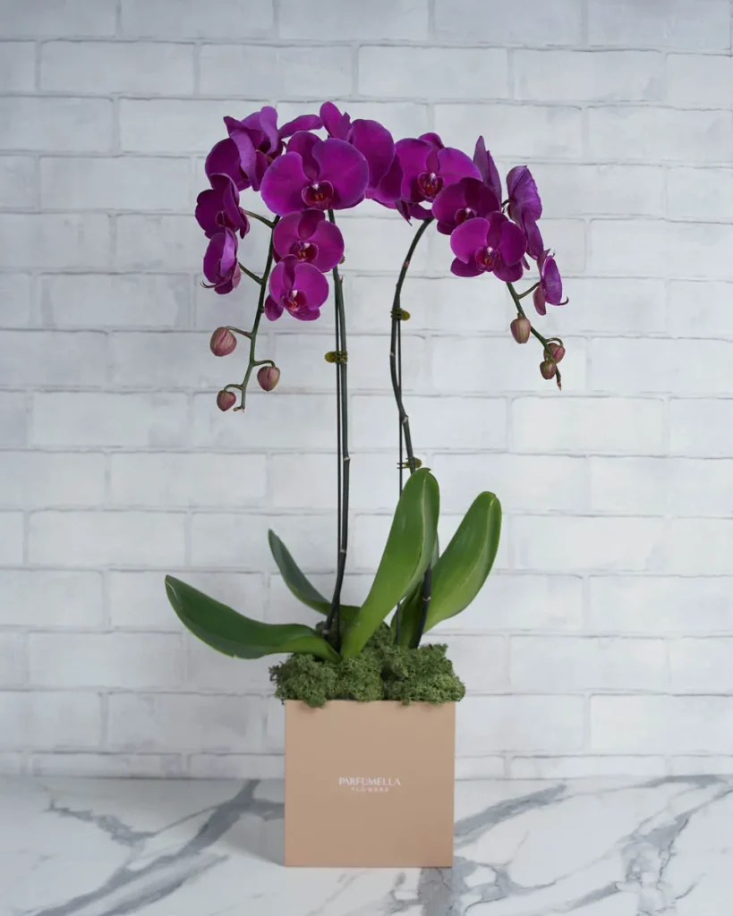 Orchid Overload Purple