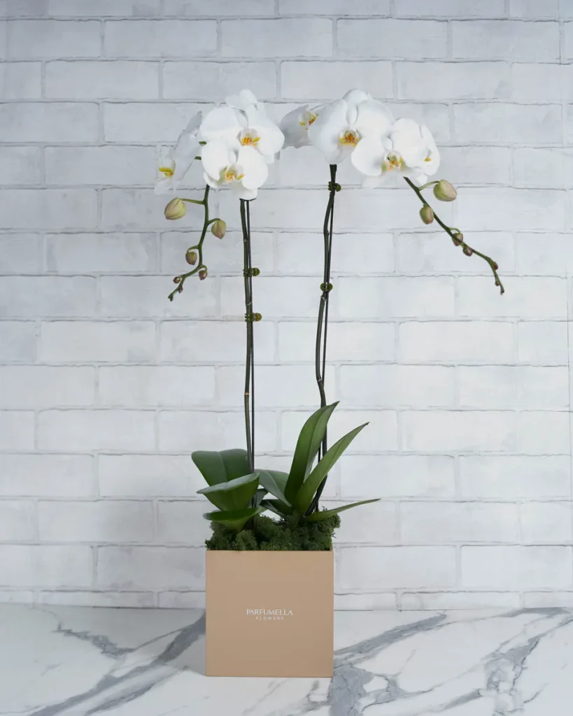 Orchid Overload White