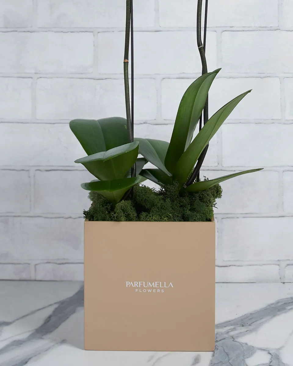 Orchid Overload White  Details 2