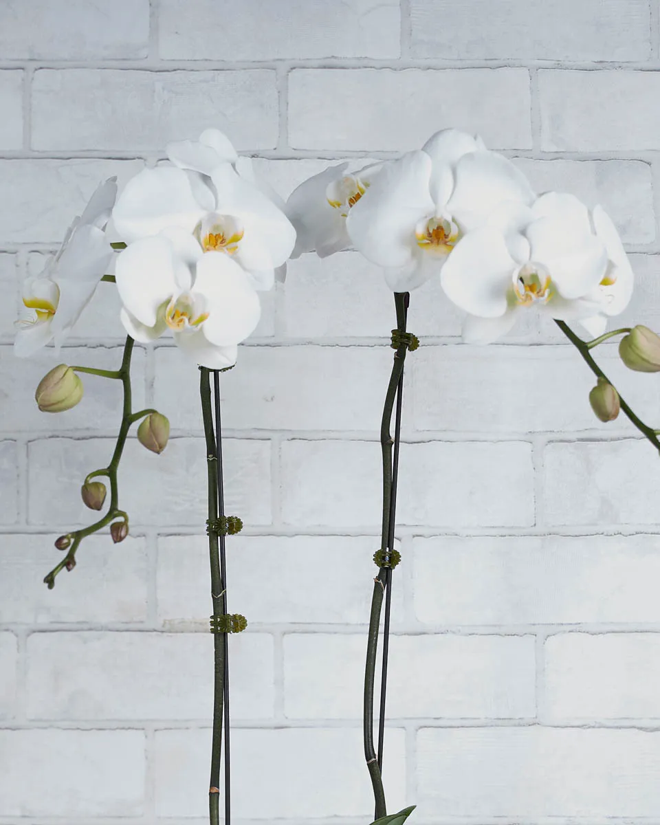 Orchid Overload White Details