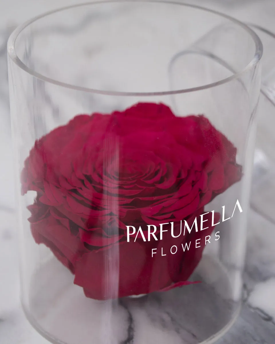 Rosa Fuchsia detailed