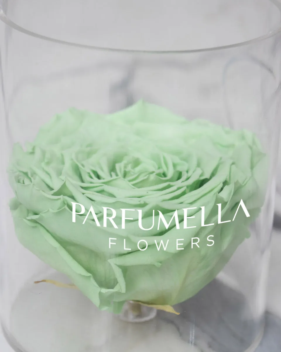 Rosa Light Green detailed 2