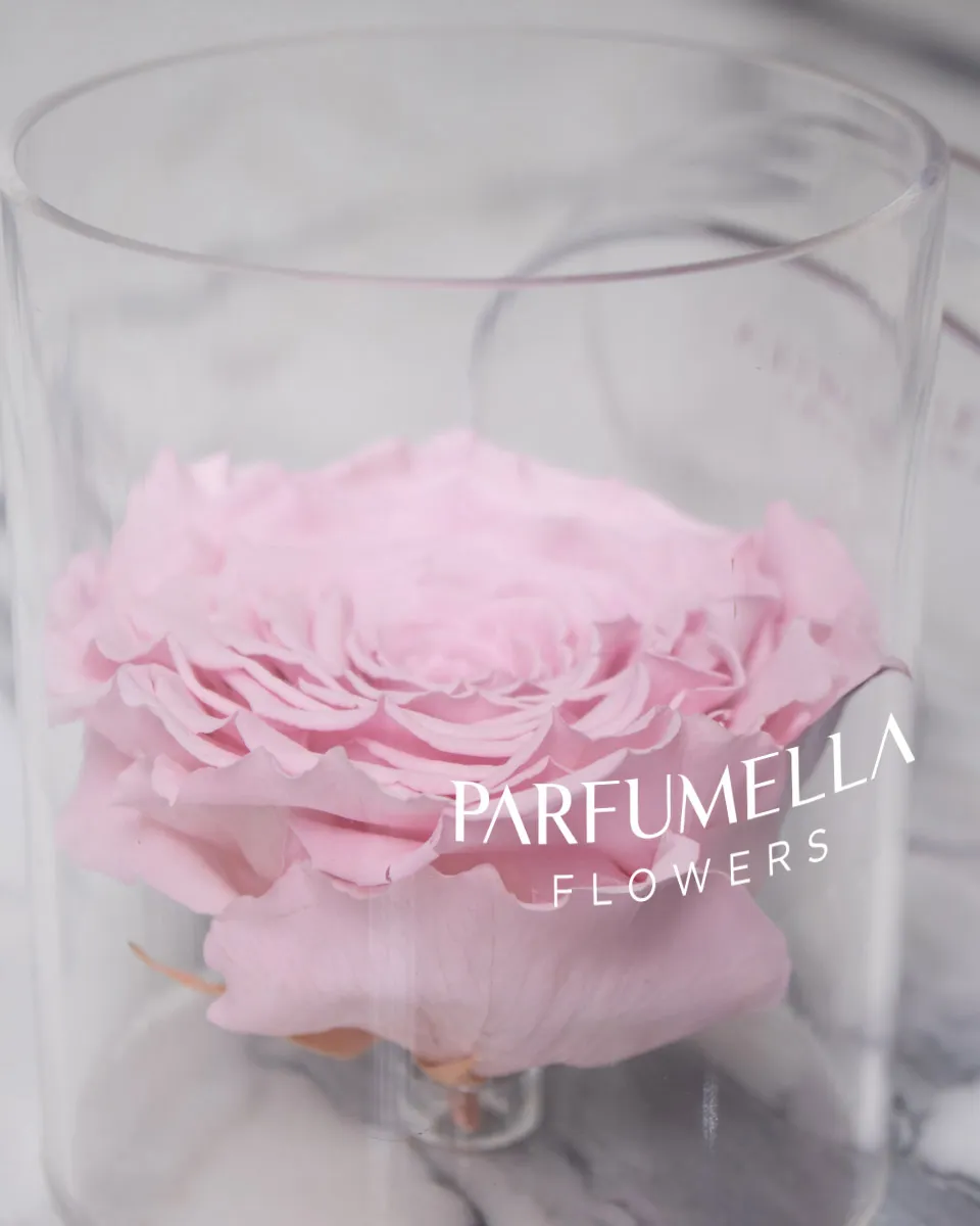 Rosa Pink detailed 2