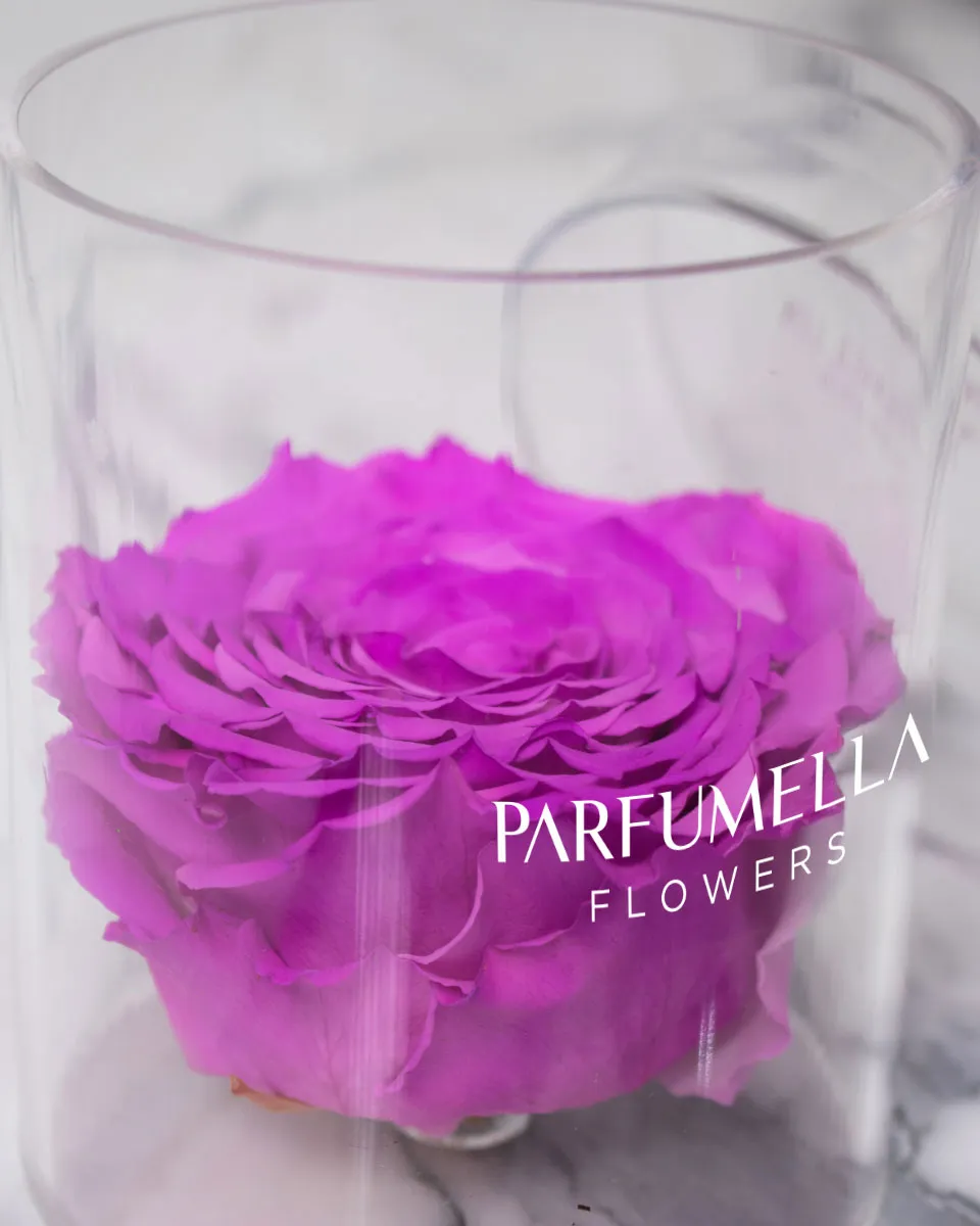 Rosa Purple detailed 2