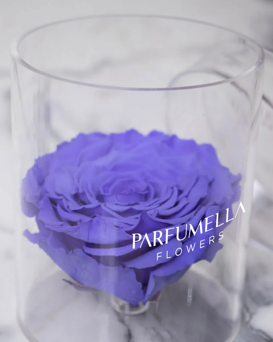 Rosa Violet detailed 1