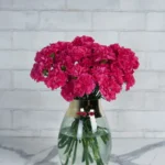 Sweetie Carnation Dark Pink