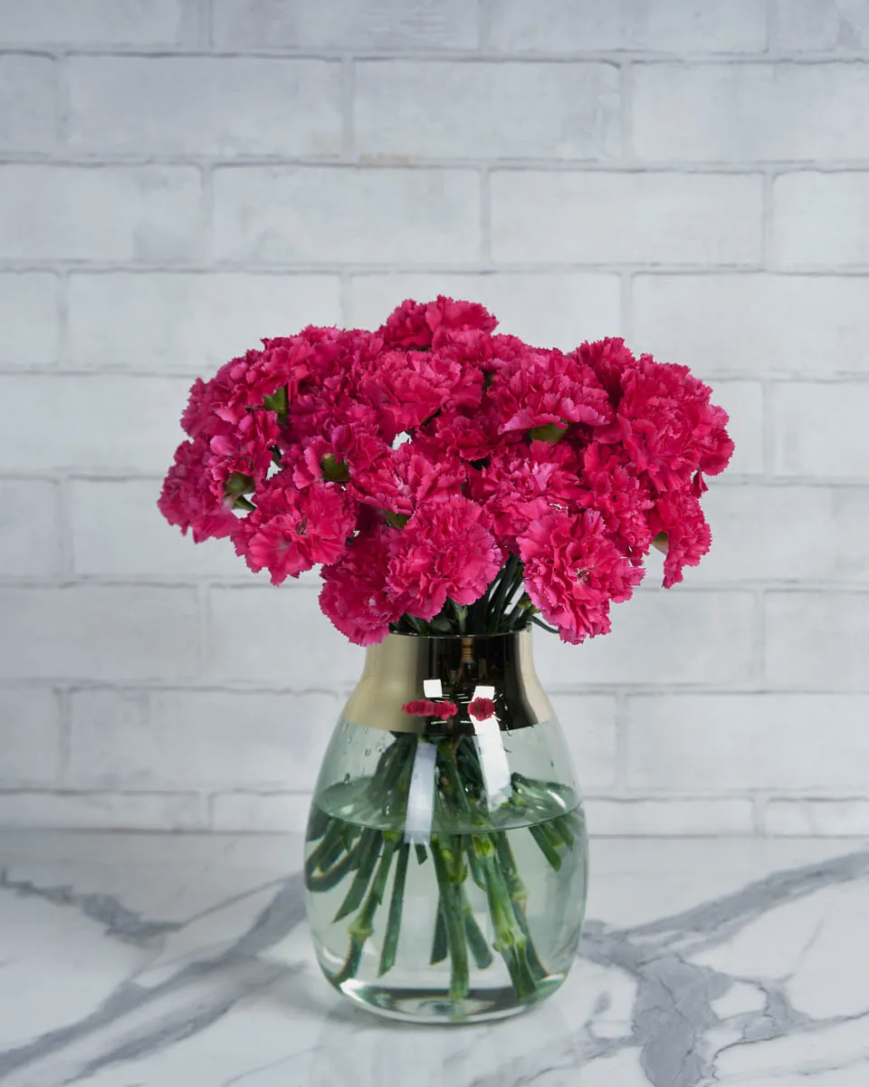 Sweetie Carnation Dark Pink