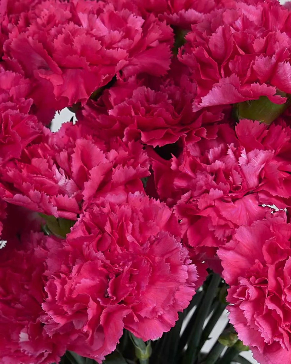 Sweetie Carnation Dark Pink Details